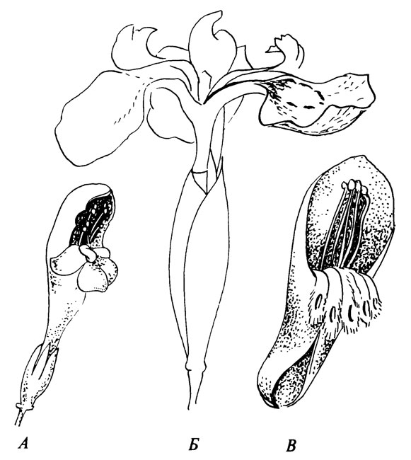 . 2.  ,         . .   (Galeopsis). .  ,       (Iris pseudacorus). .       ()      (Mimetes hartogii)