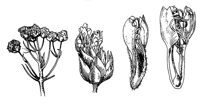. 32. Petalostemon pinnatum ( ):  ,      