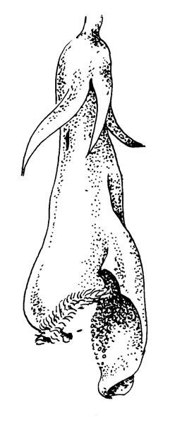 . 36. Melampyrum pratense L. ,      ,     .      , , , Bombus lucorum (Meidell, 1945)