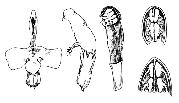 . 38. Pedicularis oederi