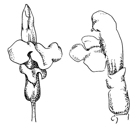 . 39. Pedicularis silvatica