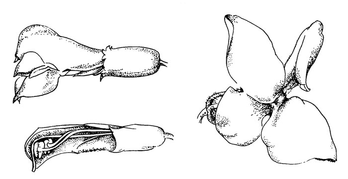. 40. Pedicularis palustris