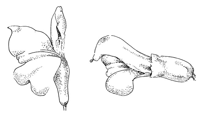. 41. Pedicularis lapponica