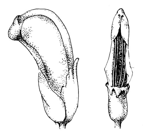 . 44. Pedicularis sceptrum-carolinum L.   , : ,         ,      .