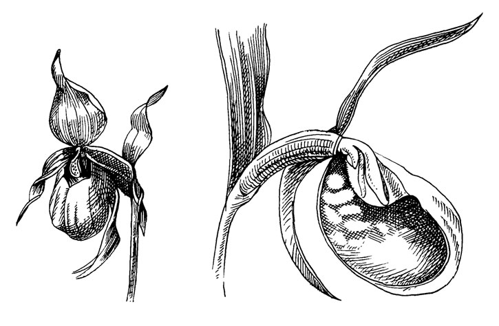 . 50. Cypripedium calceolus L
