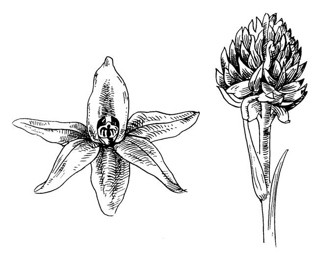 . 53. Nigritella nigra L