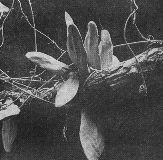  55.     (Dischidia rafflesiana)         .  -    