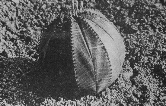  71.         .           .         .  ,       ,       .      (Euphorbia obesa)