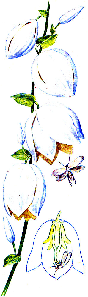 Цветки юкки и юкковая моль