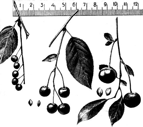 4.   Primus Padus Maackii×Prunus Cerasus (  Prunus Padus Maackii,   Prunus Cerasus,    ) 
