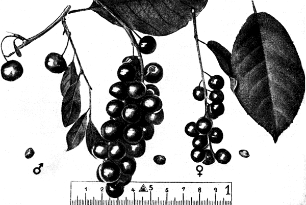 25.        (Pr. virginiana J.×Prunus Chamaecerasus Lack,×Pr. pensylvanica L.).    ,    ,     