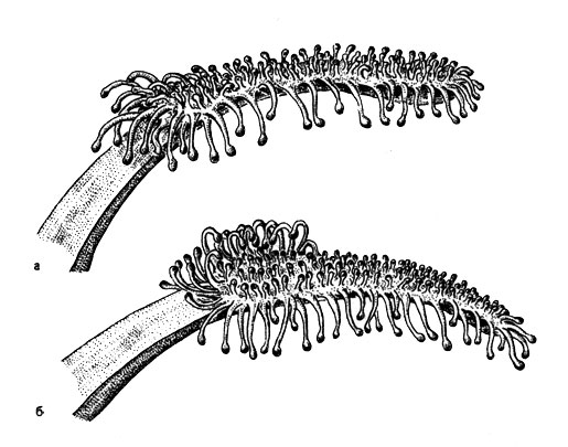 . 33.  Drosera capensis      ()       ()