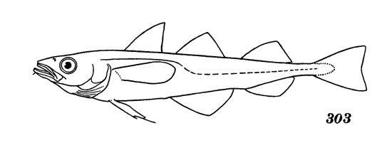 Анатомия костистых рыб