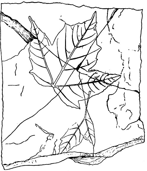 . 3.    Acer trilobatum (Sternb.)  .   .      
