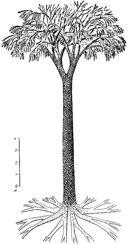 . 7.   Lepidodendron obovatum Sternb.    