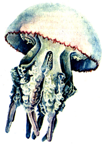 Рис. 4. Медуза-корнерот Rhizostoma pulmo
