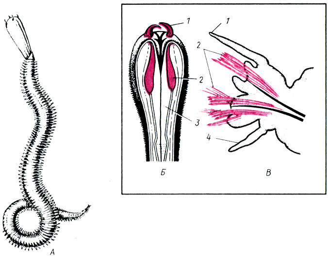 Рис. 7. Строение ядовитого аппарата многощетинкового червя: А - крупноголовая глицера Glycera capitata с выдвинутой глоткой; Б - передний отдел многощетинкового червя с выдвинутой глоткой: 1 - крючки; 2 - ядовитые железы; 3 - стенка глотки; В - параподия: 1 - щетинки; 2 - спинной усик; 3 - опорные щетинки; 4 - брюшной усик