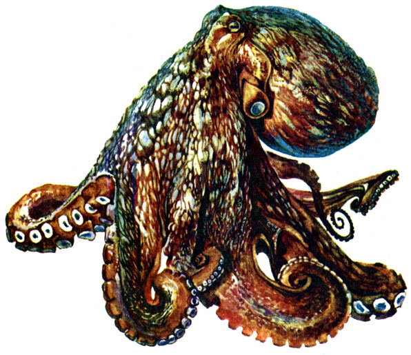Рис. 8. Обыкновенный осьминог Octopus vulgaris