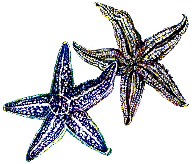 Рис. 10. Амурская обыкновенная звезда Asterias amurensis: слева - вид со спинной стороны; справа - с брюшной стороны