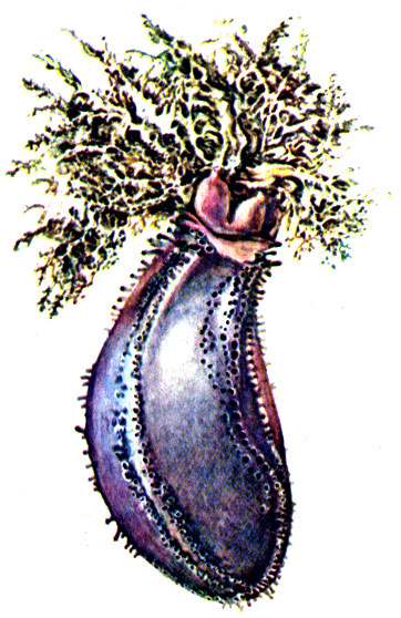 Рис. 12. Голотурия японский морской огурец Cucumaria japonica с выброшенными Кювьеровыми органами