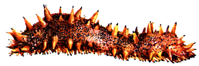 Рис. 13. Голотурия трепанг Stichopus japonicus