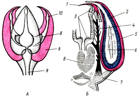 Рис. 15. Ядовитая глобиферная педициллярия морского ежа (А) и схема ее строения (Б): 1 - кончик створки; 2 - железистый эпителий; 3 - сенсорные волоски; 4 - нерв; 5 - кольцевая мышца; 6 - полость ядовитой железы; 7 - связка; 8 - приводящая мышца; 9 - известковый стебелек; 10 - створка