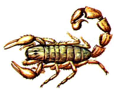 Рис. 18. Пестрый скорпион Buthus eupeus