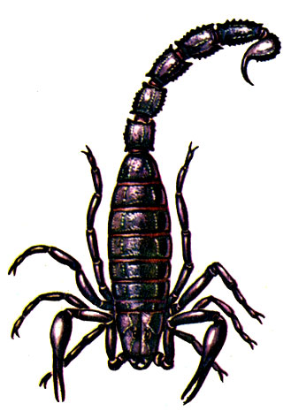 Рис. 19. Толстохвостый скорпион Androctonus crassicauda