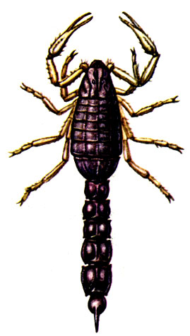 Рис. 20. Черный скорпион Orthochirus scrobiculosus