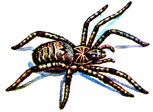 Рис. 24. Южнорусский тарантул - Lycosa singoriensis