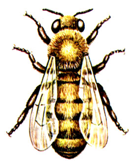 Рис. 30. Медоносная пчела Apis mellifera