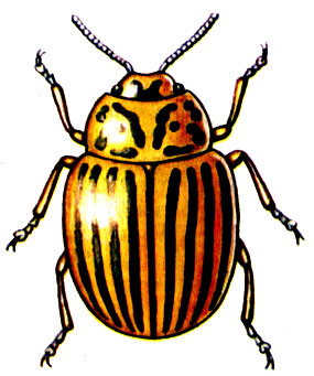 Рис. 39. Колорадский жук Leptinotarsa decemlineata