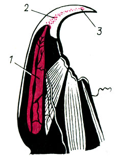 Рис. 46. Схема строения ногочелюсти сколопендры: 1 - ядовитая железа; 2 - проток; 3 - отверстие протока