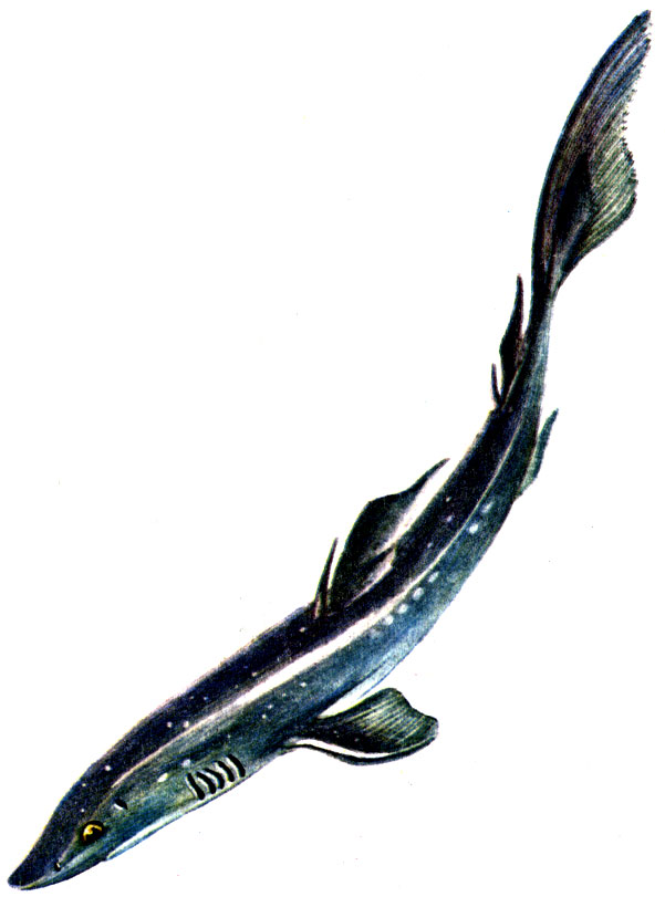 Рис. 48. Колючая акула катран Squalus acanthias