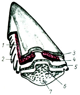 Рис. 50. Схема строения шипа ската-хвостокола: 1 - интугементарный чехол; 2 - зубцы; 3 - эпидермис; 4 - ядовитая железа; 5 - дерма; 6 - медеовентральный гребень; 7 - шип
