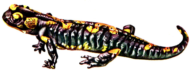 Рис. 56. Пятнистая саламандра Salamandra salamandra