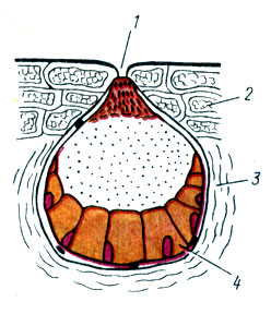 Рис. 57. Схема строения ядовитой железы жабы: 1 - слизистая пробка; 2 - эпидермис; 3 - железистая клетка