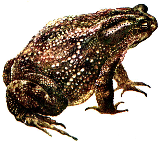 Рис. 58. Обыкновенная жаба Bufo bufo