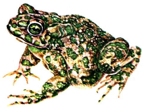 Рис. 59. Зеленая жаба Bufo viridis