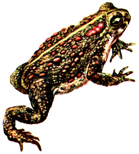 Рис. 60. Камышовая жаба Bufo calamita