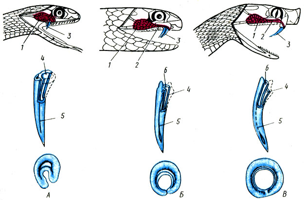 Рис. 64. Схема строения ядовитого аппарата змей (внизу поперечный срез зуба): А - ужеобразные; Б - аспиды; В - гадюковые: 1 - ядовитая железа; 2 - проток железы; 3 - ядовитые зубы; 4 - дренажная полость ядовитого зуба; 5 - бороздка для стока яда; 6 - канал ядовитого зуба