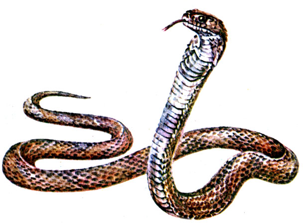 Рис. 65. Среднеазиатская кобра Naja oxiana
