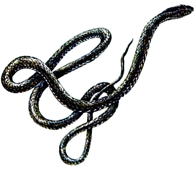 Рис. 76. Обыкновенная ящеречная змея Malpolon monspessulanus