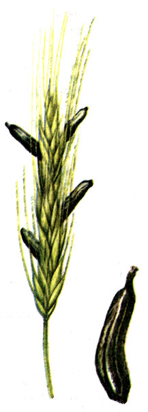 Рис. 78. Спорыня Claviceps purpurea