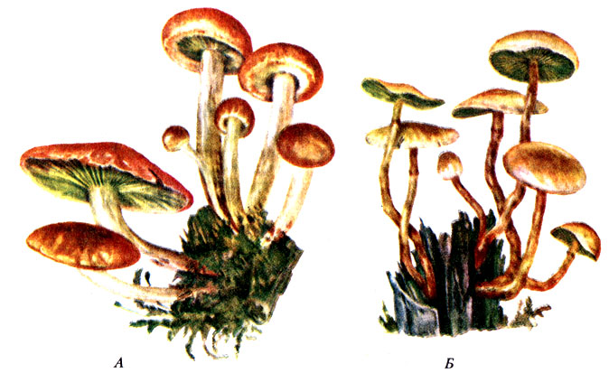 Рис. 80. Ложнопенок кирпично-красный Hypholoma sublateritum (A); ложнопенок серно-желтый Hypholoma fasciculare (Б)