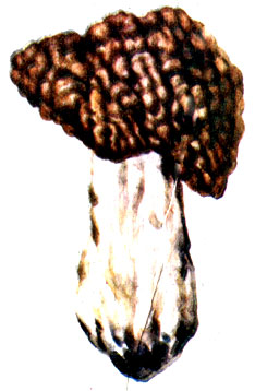 Рис. 83. Строчок обыкновенный Gyromitra esculenta
