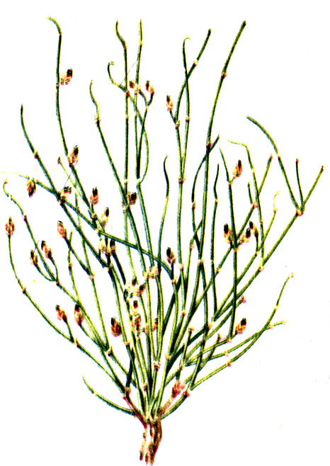 Рис. 86. Эфедра (хвойник) двухколосковая Ephedra distachia