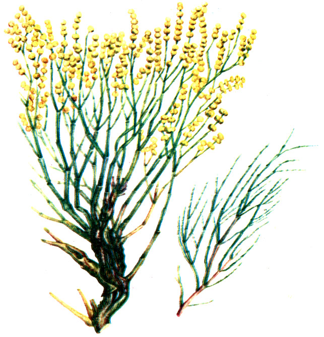 Рис. 89. Анабазис безлистный Anabasis aphylha