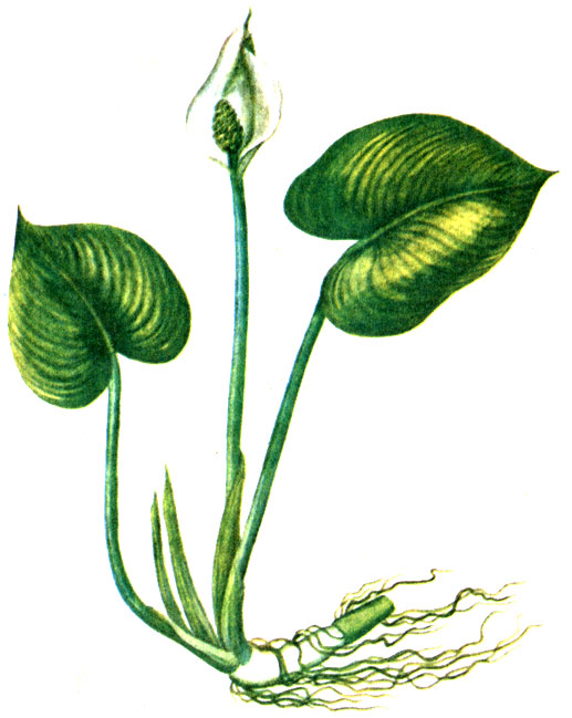 Рис. 93. Белокрыльник болотный Calla palustris
