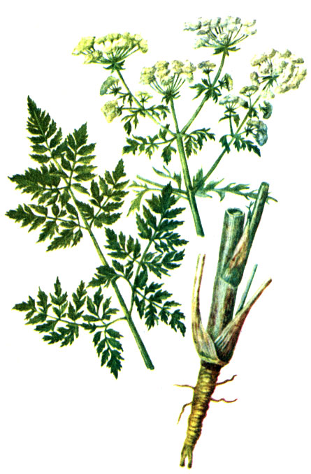 Рис. 94. Болиголов пятнистый Conium maculatum